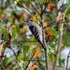 Woodpeckers, Fall 2022
