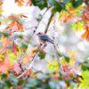 Bluebirds at Pocahontas State Park