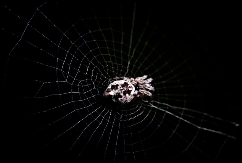 Dramatic spider