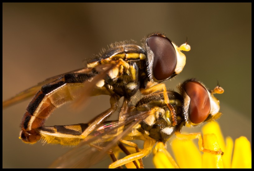 Mating hoverflies at 5x